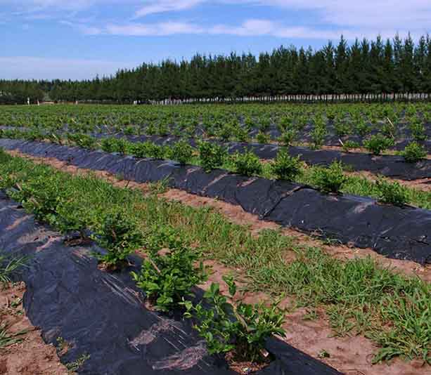 film_mulching_negro_hortalizas